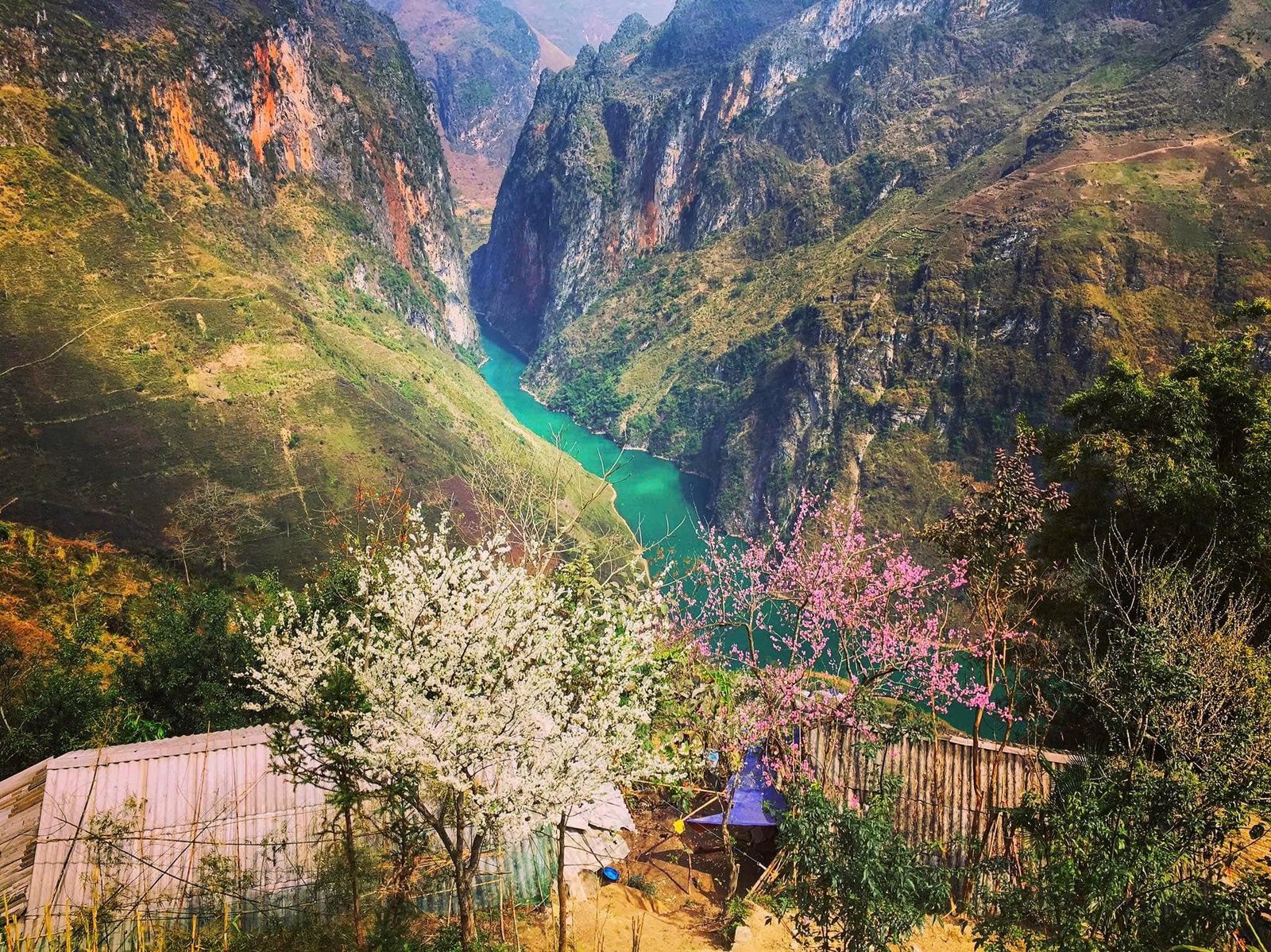 Plum and peach blossom above the deep Nho Quế canyon in spring