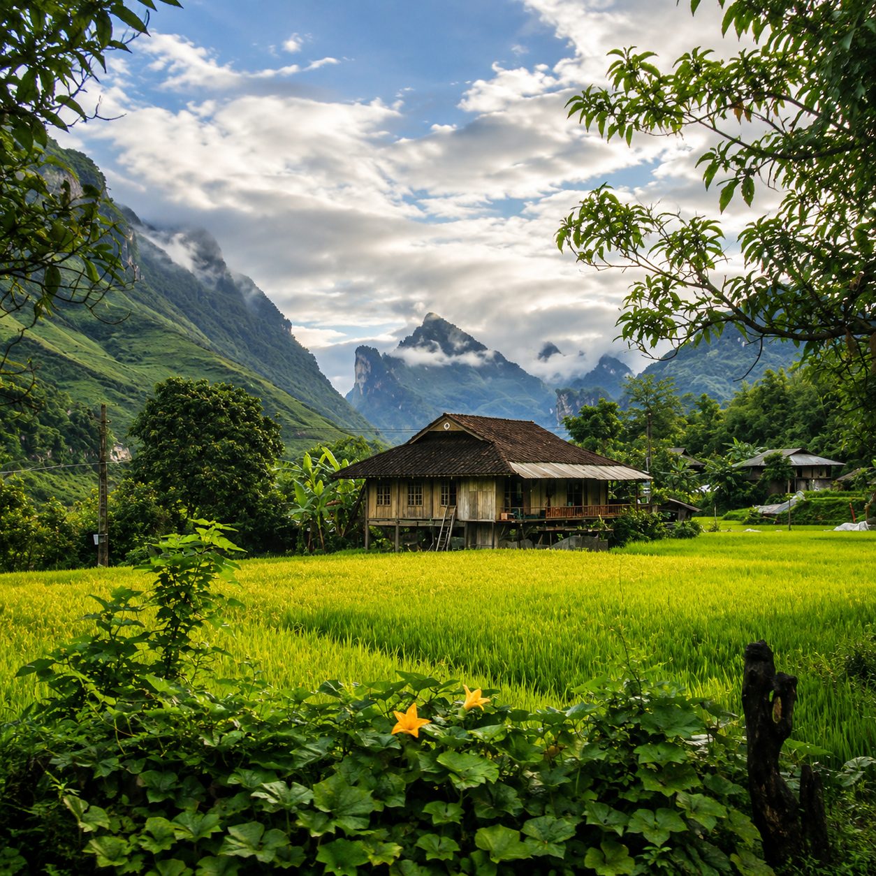 A wooden stilt house beside a bright green rice field, misty peaks behind, in Du Già